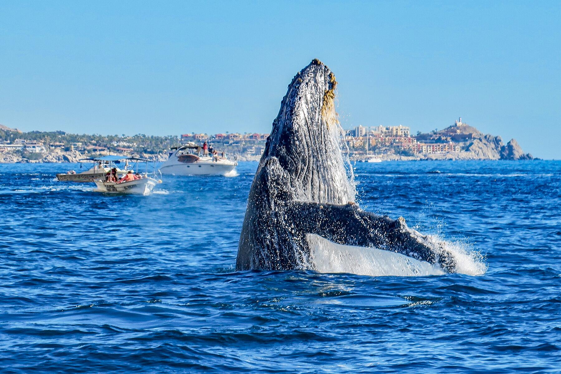 How to Go Whale Watching in Los Cabos